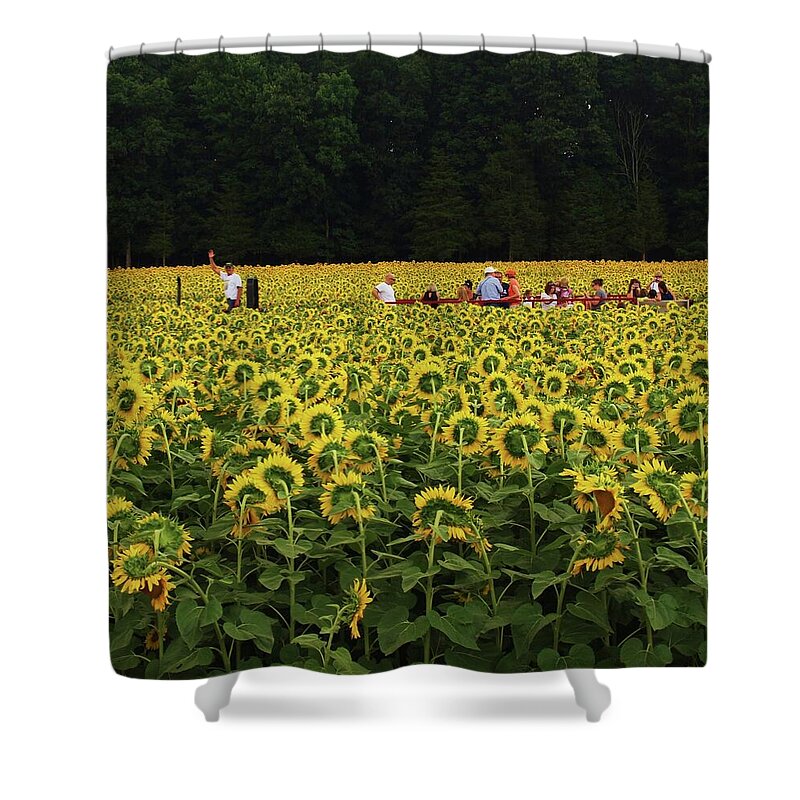 Sunflower Shower Curtain featuring the photograph Sunflowers everywhere by John Scates
