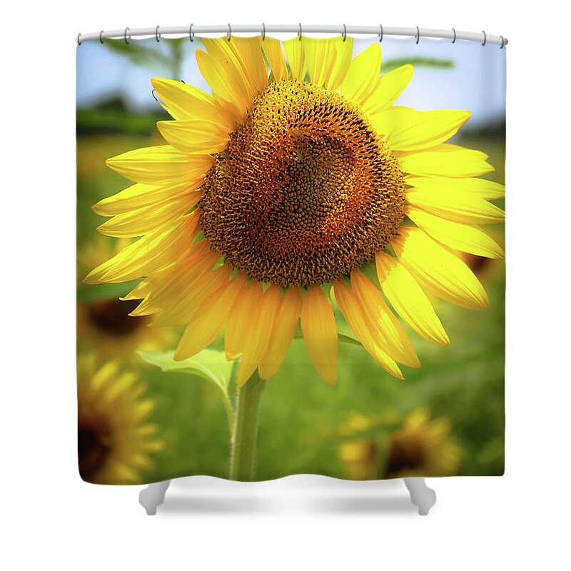Sunflowers Shower Curtain featuring the photograph Sunflowers in Memphis II by Veronica Batterson