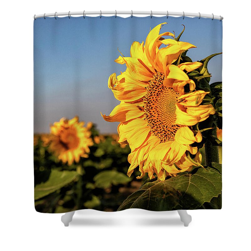 Sunflower Shower Curtain featuring the photograph Sunflowers on the Colorado Plains by Tony Hake