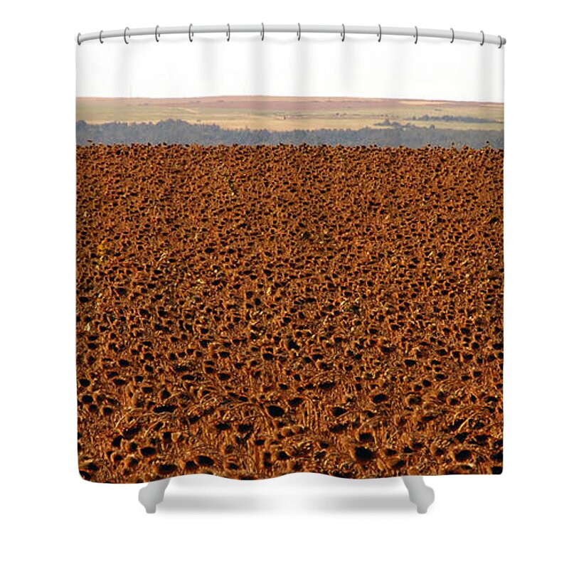 Sunflowers Shower Curtain featuring the photograph Sunflowers ready for harvesting by David Lee Thompson