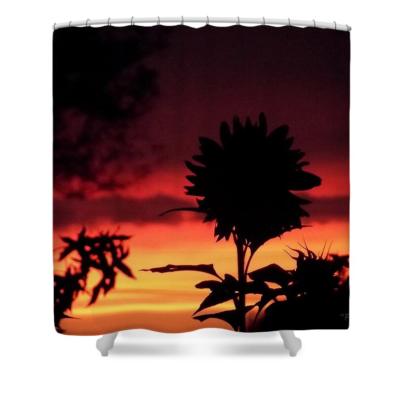 Sunflower Shower Curtain featuring the photograph Sunflower's Sunset by Harold Zimmer