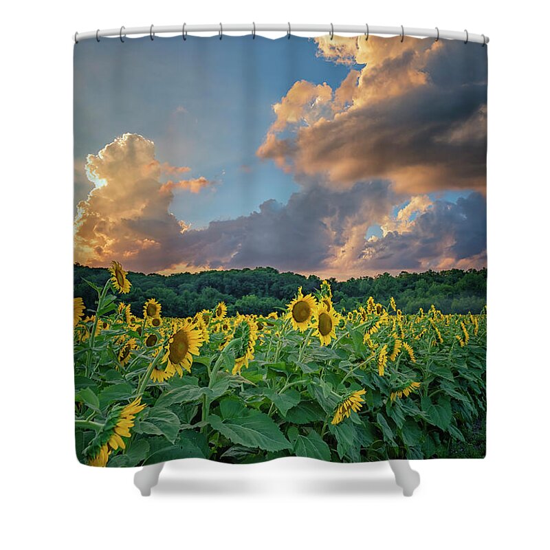 Garden Shower Curtain featuring the photograph Sunflowers Sunset Weldon Spring MO GRK8303_07152018-HDR by Greg Kluempers
