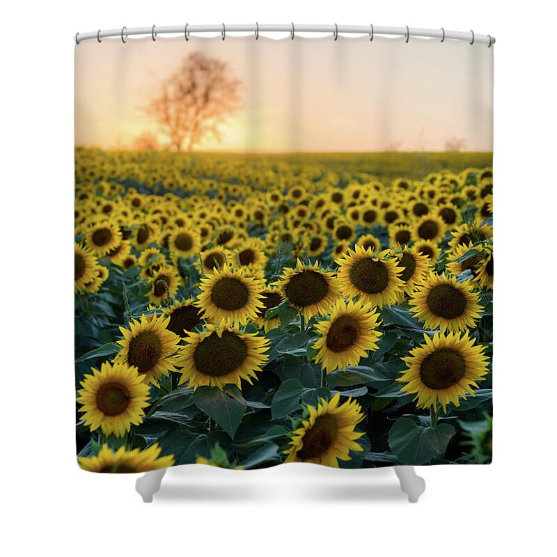 Sunflower Shower Curtain featuring the photograph Sunflowers v by Ryan Heffron