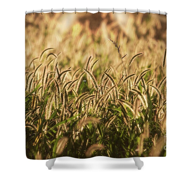 Grass Shower Curtain featuring the photograph Sunglow on grasses by Jarrod Erbe