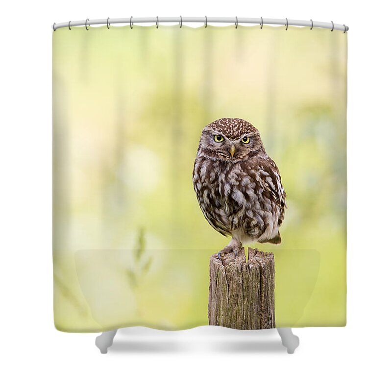 Cute Owl Shower Curtains