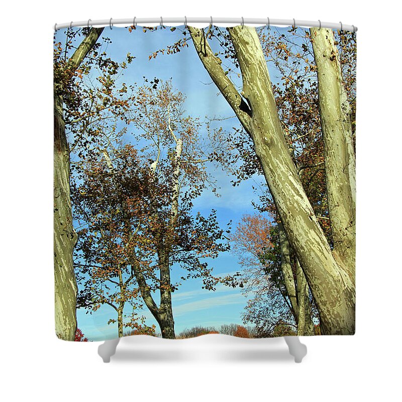  Shower Curtain featuring the photograph Sunlight On Bark by Cora Wandel