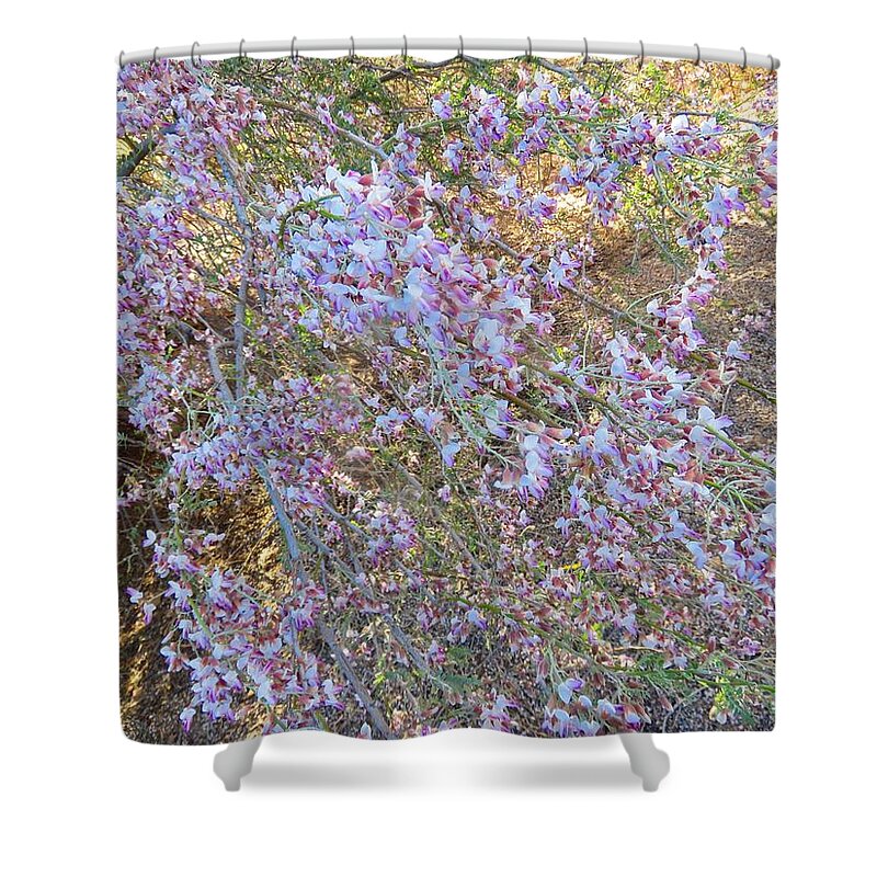 Afternoon Light Shower Curtain featuring the photograph Sunlit Spray of Desert Ironwood by Judy Kennedy