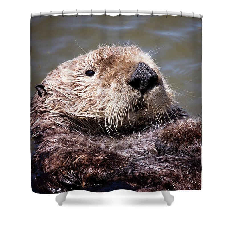 Brown Shower Curtain featuring the photograph Sunny Face by Deana Glenz
