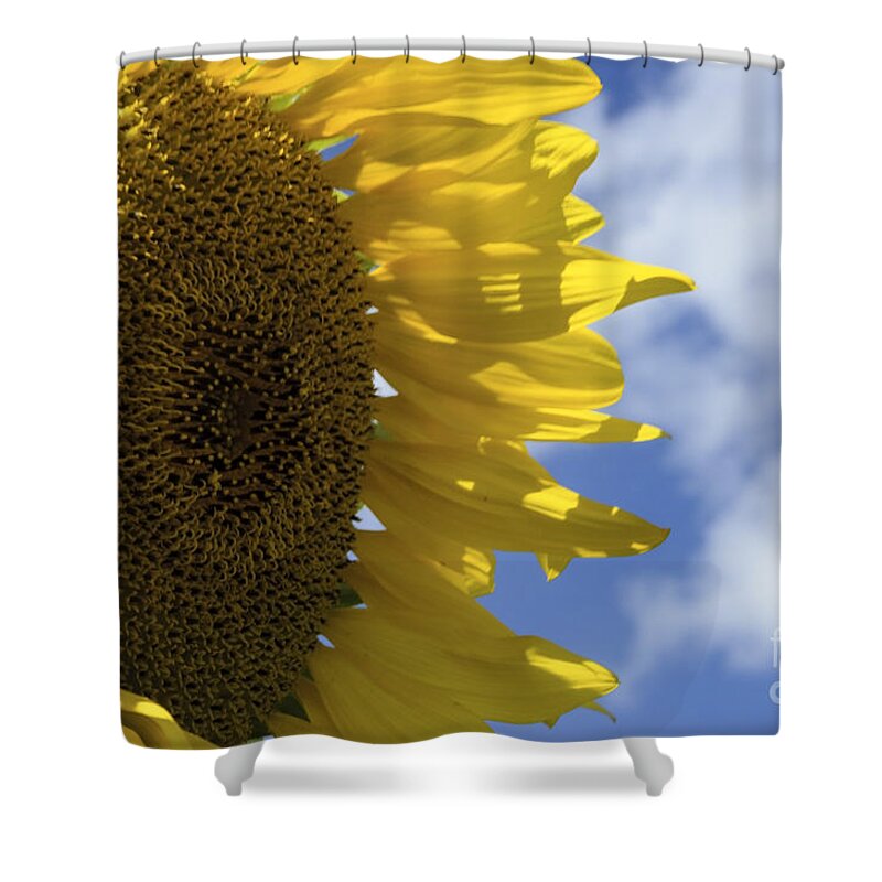 (calm Or Still) Shower Curtain featuring the photograph Sunny Faces and Blue Skies by Debra Fedchin