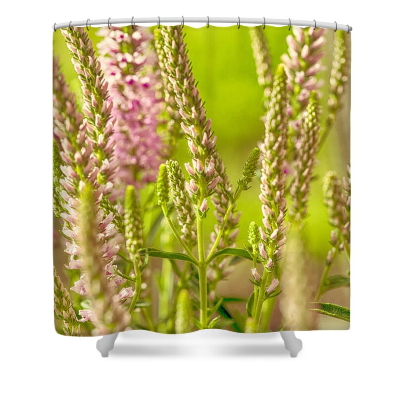 Lupine Shower Curtain featuring the photograph Sunny Lupine by Bonnie Bruno