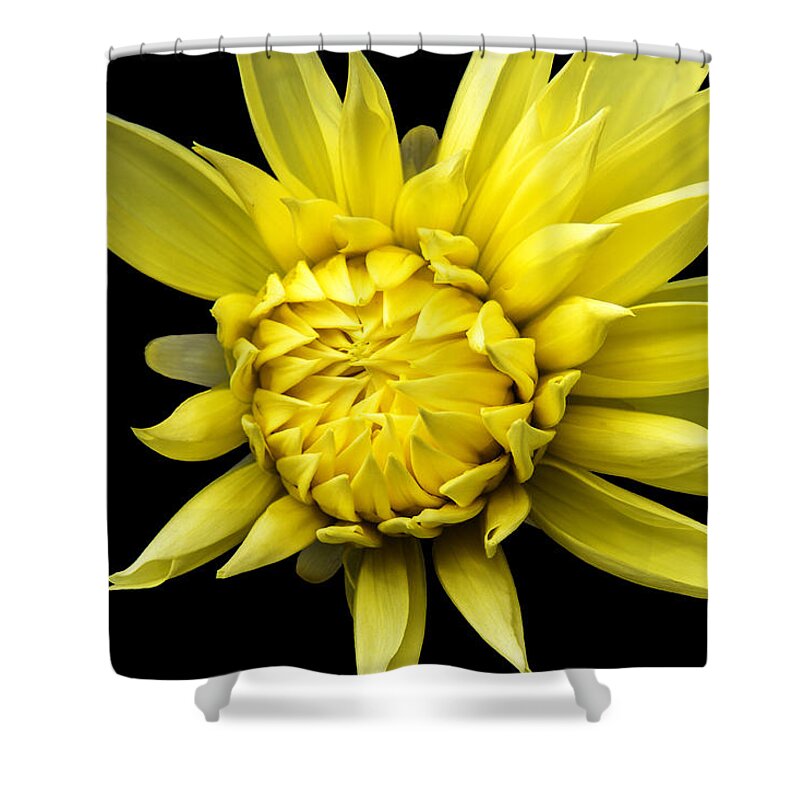 Yellow Flower Shower Curtain featuring the photograph Sunny Prince by Marina Kojukhova