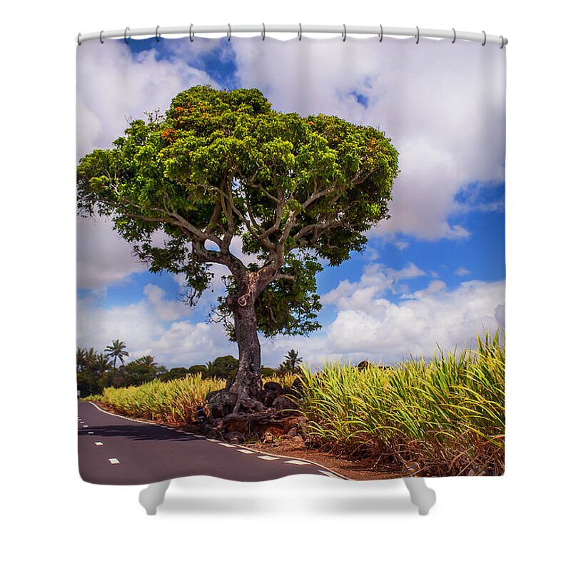 Jenny Rainbow Fine Art Photography Shower Curtain featuring the photograph Sunny Road in Mauritius by Jenny Rainbow