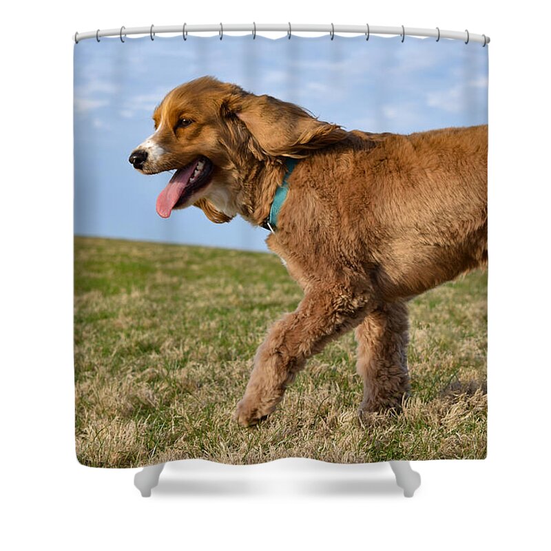Cockapoo Shower Curtain featuring the photograph Sunny Stroll by Nicole Lloyd