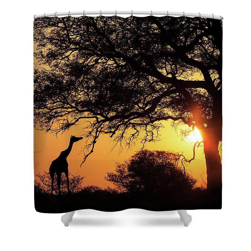 South Shower Curtain featuring the photograph Sunset Silhouette Giraffe Eating From Tree by Good Focused
