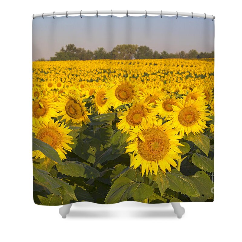 Sunflower Shower Curtain featuring the photograph Sunshine Flower Field by Crystal Nederman