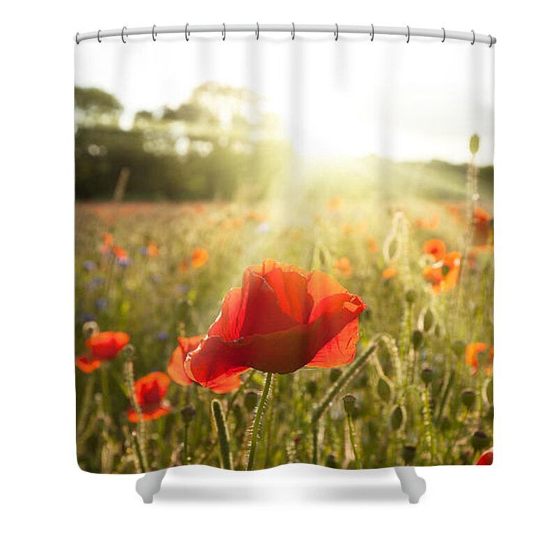 Poppies Shower Curtain featuring the photograph Sunshine poppy field landscape by Simon Bratt