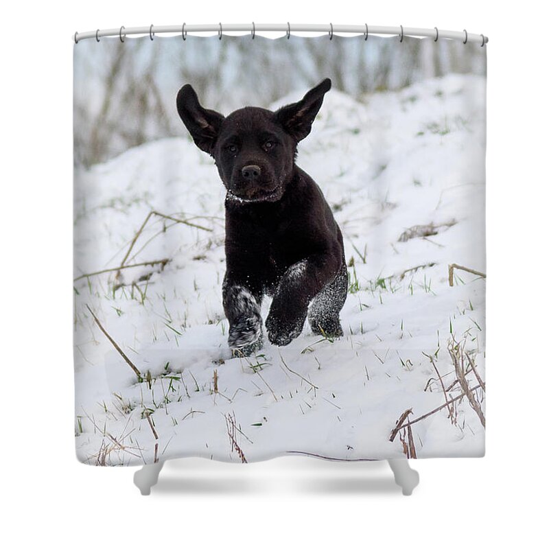 Pup Shower Curtain featuring the photograph Super Pup by Holden The Moment