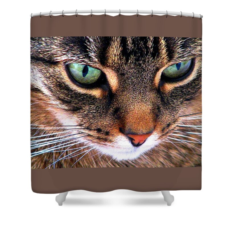Cats Shower Curtain featuring the photograph Surmising by Angela Davies