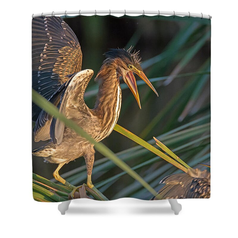 Water Bird Shower Curtain featuring the photograph Surprise Attack by Tam Ryan