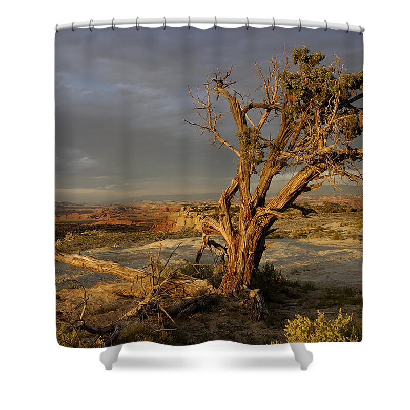Landscape Shower Curtain featuring the photograph Survivor by DArcy Evans