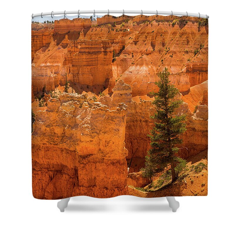 Utah Shower Curtain featuring the photograph Survivor Pine Bryce Canyon National Park Utah by Lawrence S Richardson Jr