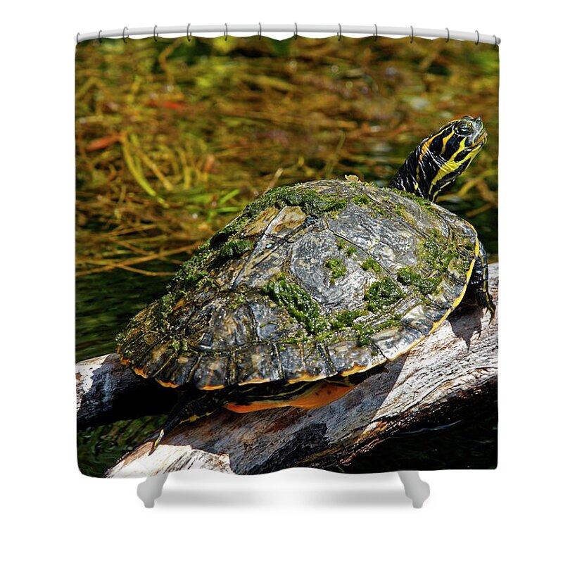 Suwannee Cooter Turtle Shower Curtain featuring the photograph Suwannee Cooter Turtle Portrait by Sally Weigand