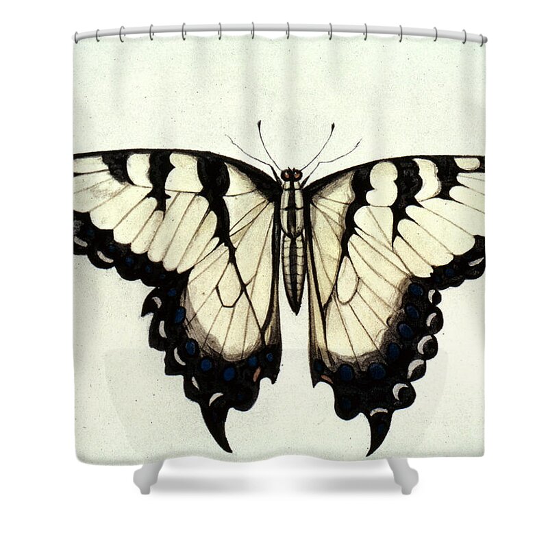 1585 Shower Curtain featuring the photograph Swallow-tail Butterfly by Granger