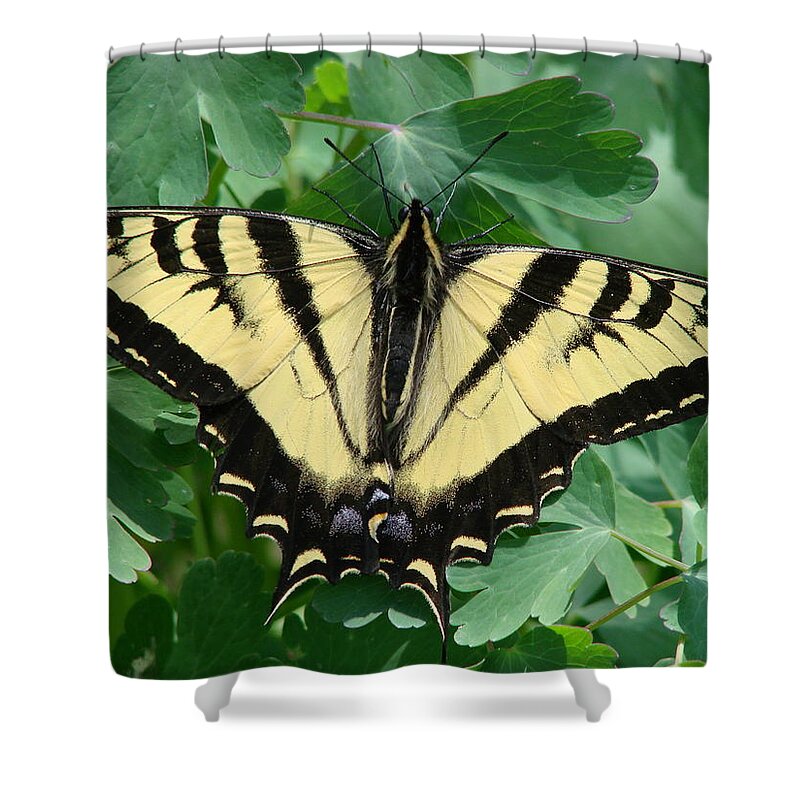 Swallowtail Shower Curtain featuring the photograph Swallowtail butterfly by Liz Vernand