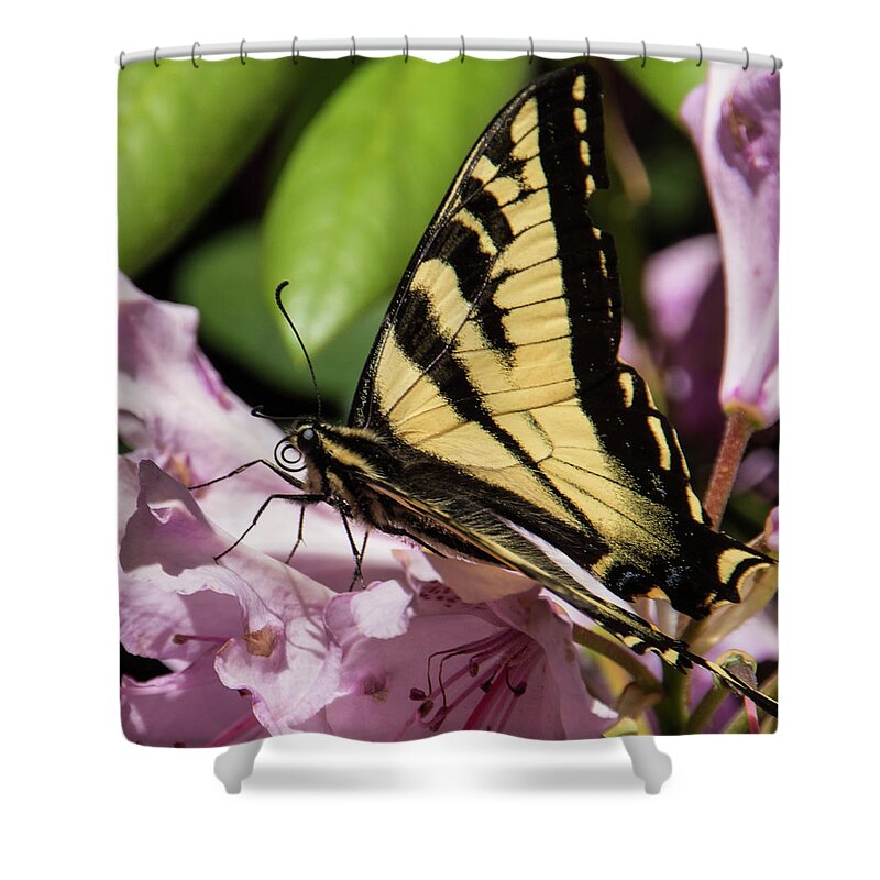 Butterfly Shower Curtain featuring the photograph Swallowtail Butterfly by Marilyn Wilson