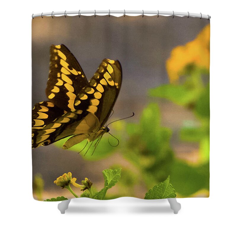 Butterfly Shower Curtain featuring the photograph Swallowtail by Peggy Blackwell