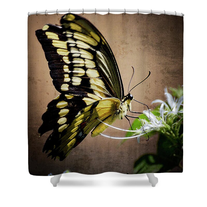 Swallowtail Butterfly Shower Curtain featuring the photograph Swallowtail by Saija Lehtonen