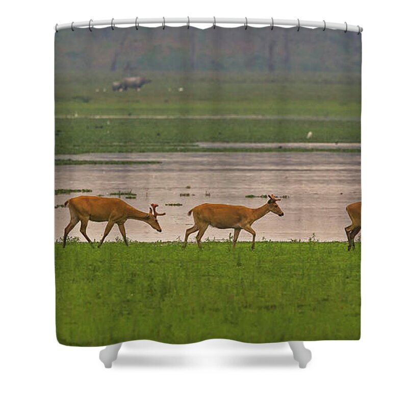 2017 Shower Curtain featuring the photograph Swamp Deers by Jean-Luc Baron