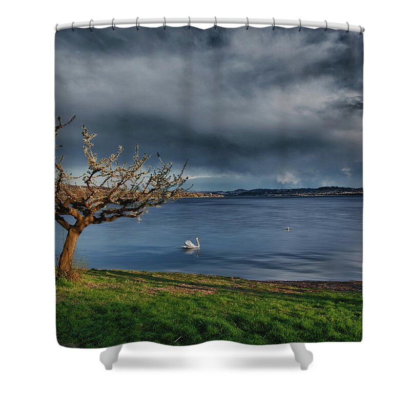 Animal Shower Curtain featuring the photograph Swan and tree by Roberto Pagani