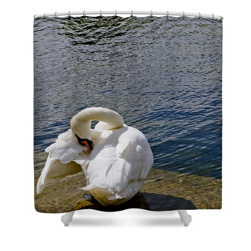 British Birds Shower Curtain featuring the photograph Swan business. Two. by Elena Perelman