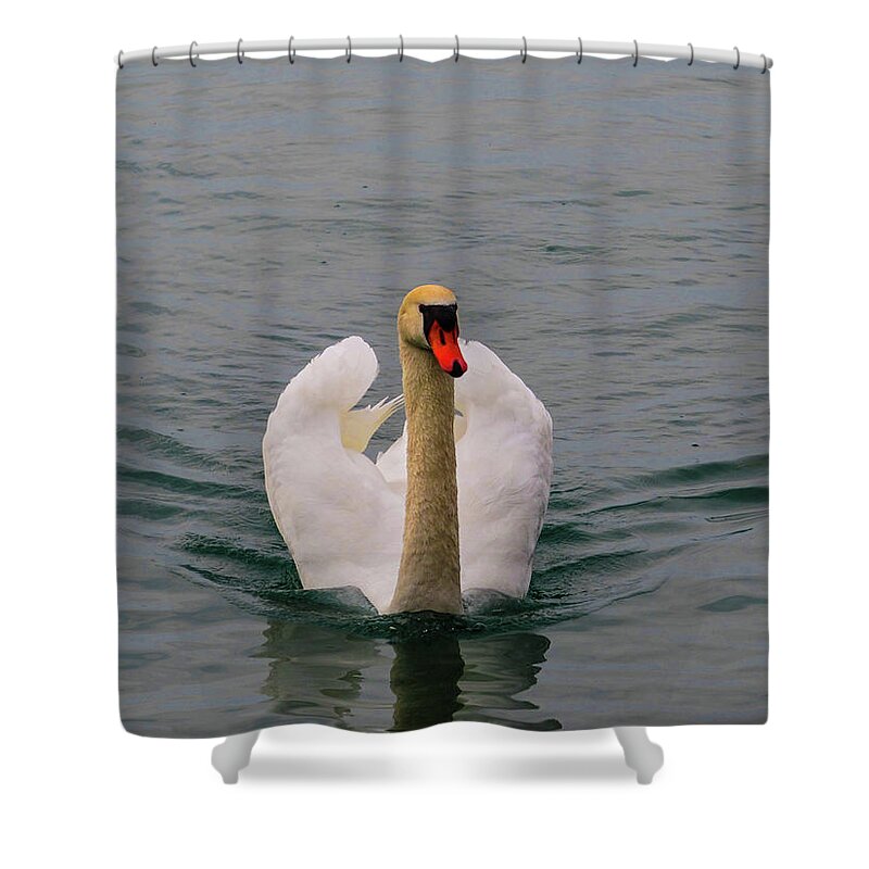 White Shower Curtain featuring the photograph Swan by Cesar Vieira