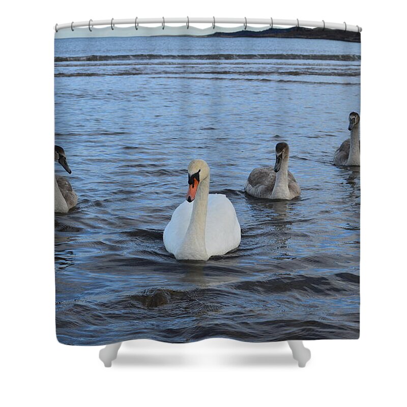 Swan Shower Curtain featuring the photograph Swan Family at Sea by Adrian Wale