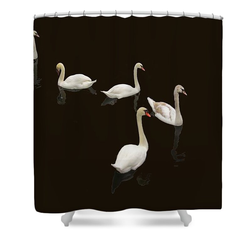 Background Black Shower Curtain featuring the photograph Swan Family On Black by Constantine Gregory