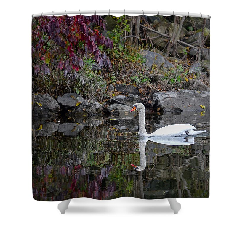 Swan Shower Curtain featuring the photograph Swan in autumn reflections by Art Atkins
