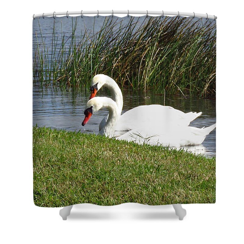 Swan Shower Curtain featuring the photograph Swan Pair as Photographed by Rosalie Scanlon