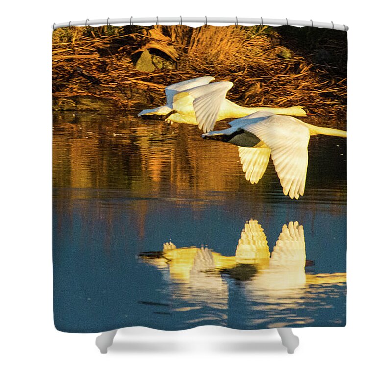 Bird Shower Curtain featuring the photograph Swan reflection by Hisao Mogi