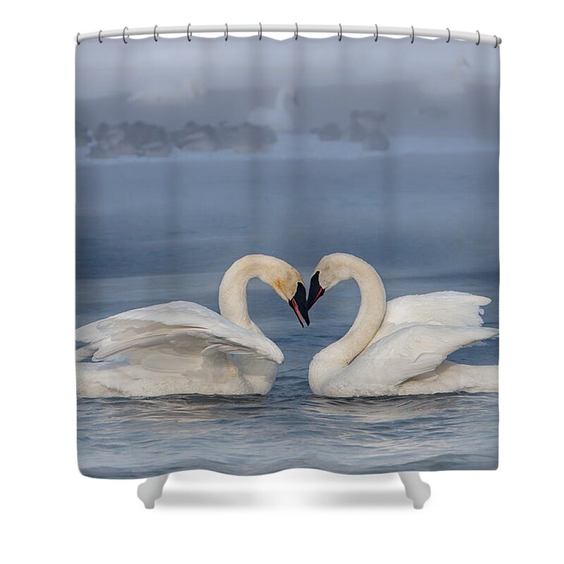 Swans Shower Curtain featuring the photograph Swan Valentine - Blue by Patti Deters