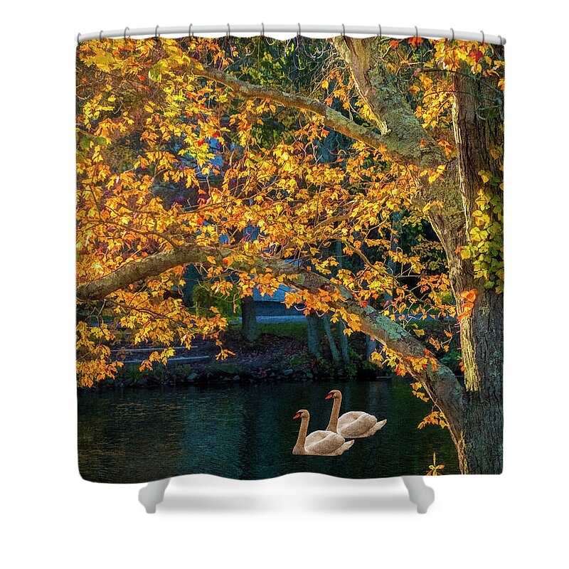 Autumn Shower Curtain featuring the photograph Swans by Cathy Kovarik