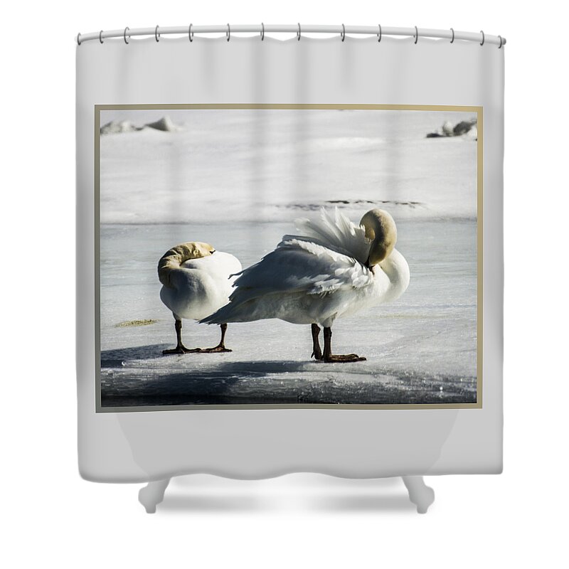Swans Shower Curtain featuring the photograph Swans On Ice by Suanne Forster