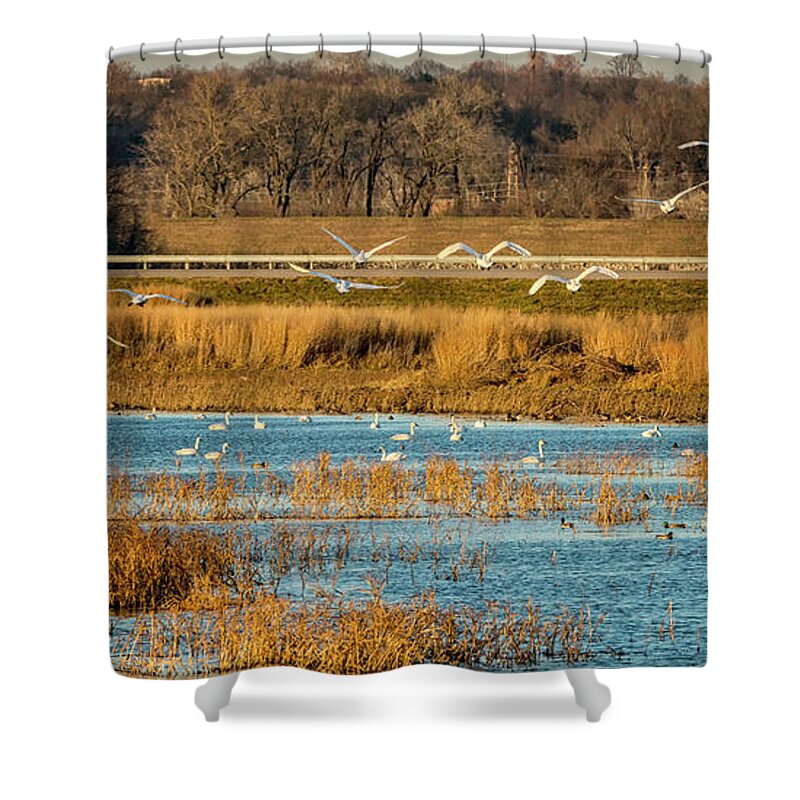 Trumpeter Swans Shower Curtain featuring the photograph Swans Returning to the Roost at Riverlands 7R2_DSC3855_12202017 by Greg Kluempers