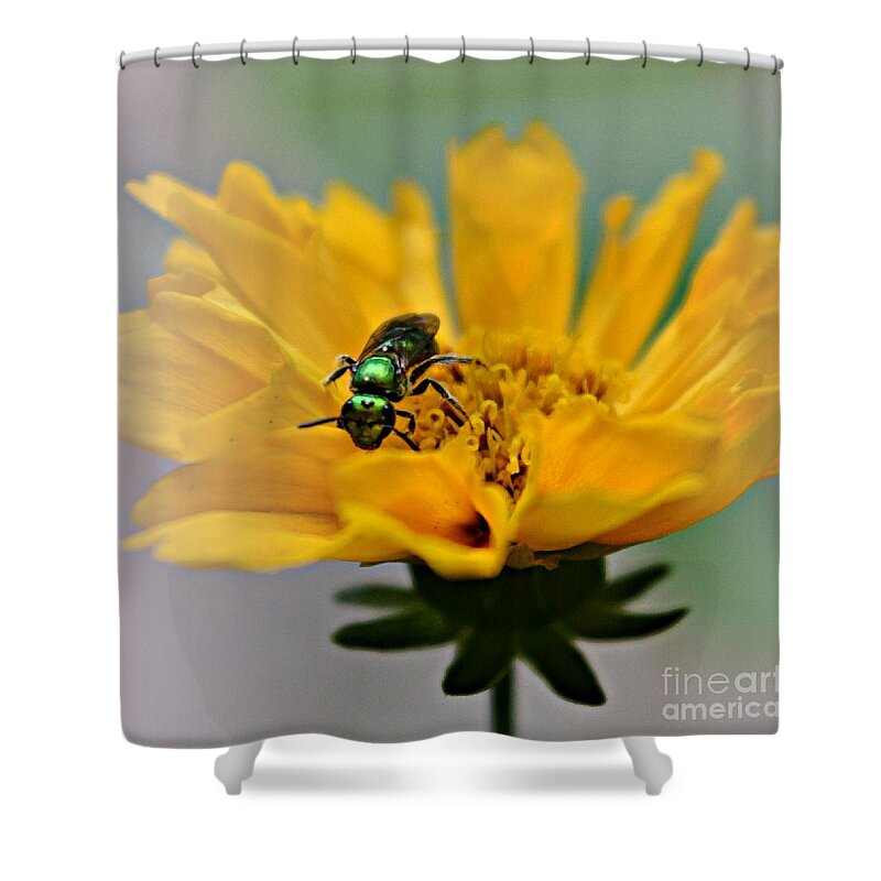 Bee Shower Curtain featuring the photograph Sweat Bee by Dani McEvoy