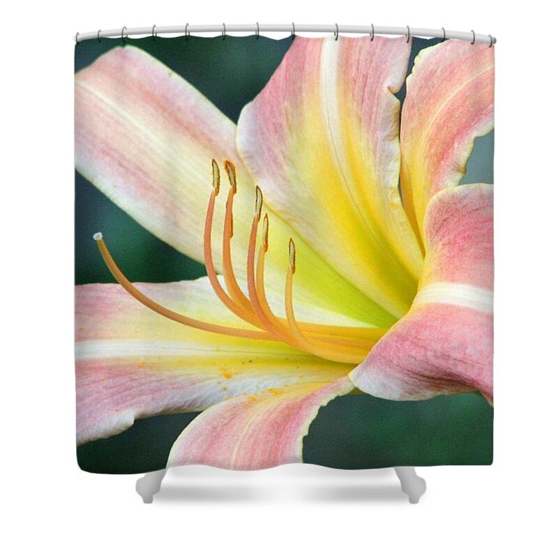 Flower Shower Curtain featuring the photograph Sweet Display by Deborah Crew-Johnson