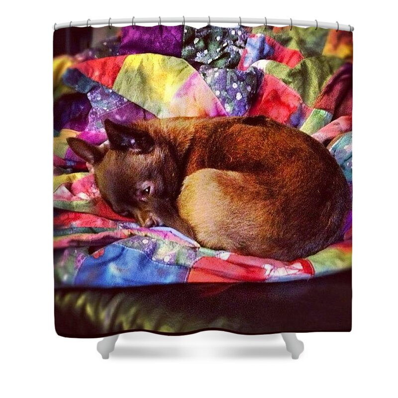 Dreams Shower Curtain featuring the photograph Sweet Dreams Are Made Of These by Nick Heap
