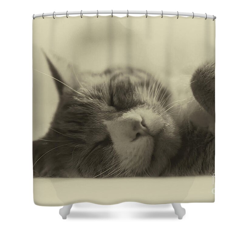 Cat Shower Curtain featuring the photograph Sweet Dreams by Nicki McManus