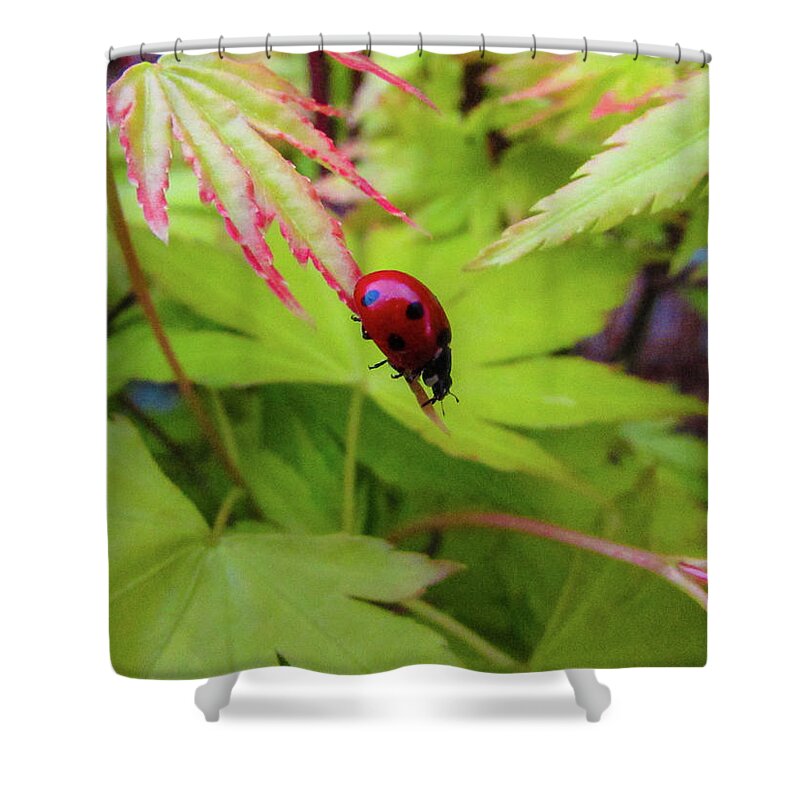 Ladybug Shower Curtain featuring the photograph Sweet ladybug by Cesar Vieira