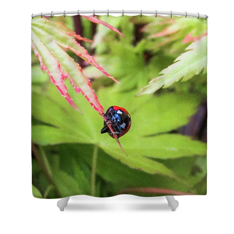 Ladybug Shower Curtain featuring the photograph Sweet Life by Cesar Vieira